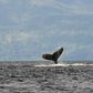 The Whale Album: Why Do Humpbacks Sing?