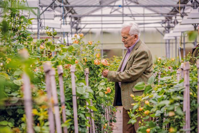 David Austin, Who Breathed Life Into the Rose, Dies at 92