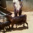Malawian man caught having sex with a goat