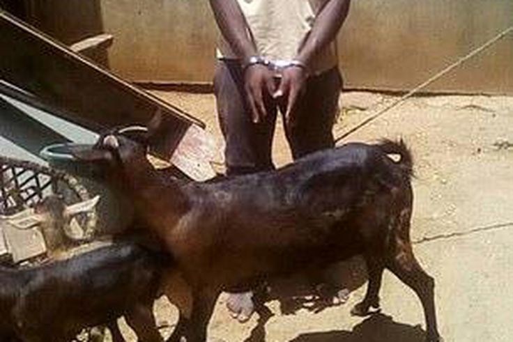Malawian man caught having sex with a goat