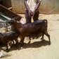 Malawian man caught having sex with a goat