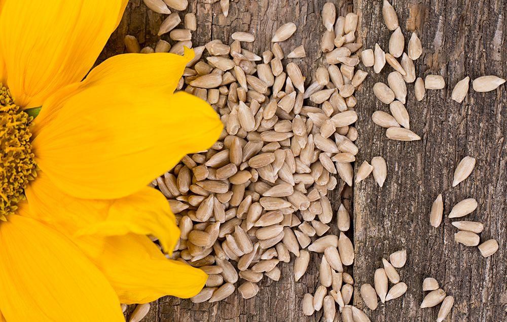 Sunflower seeds