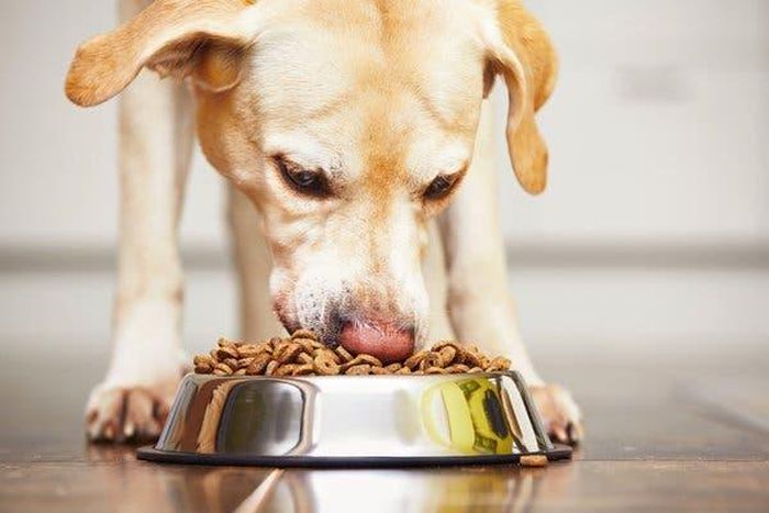 FDA links 16 brands of dog food to canine heart disease