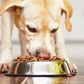 FDA links 16 brands of dog food to canine heart disease
