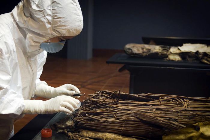 DNA Clues to an Ancient Canary Islands Voyage