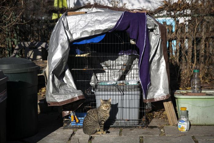 Got Mice? Time for a Working Cat