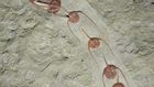 Trilobite Fossils Show Conga Line Frozen for 480 Million Years