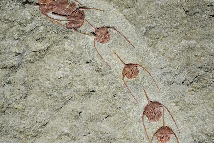 Trilobite Fossils Show Conga Line Frozen for 480 Million Years