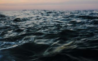'Shark!': Cape Cod Recoils in a Summer of Sightings, Real and Imagined