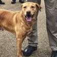 An Officer Placed a Retired Police Dog in a Shelter. Now He's Been Demoted.