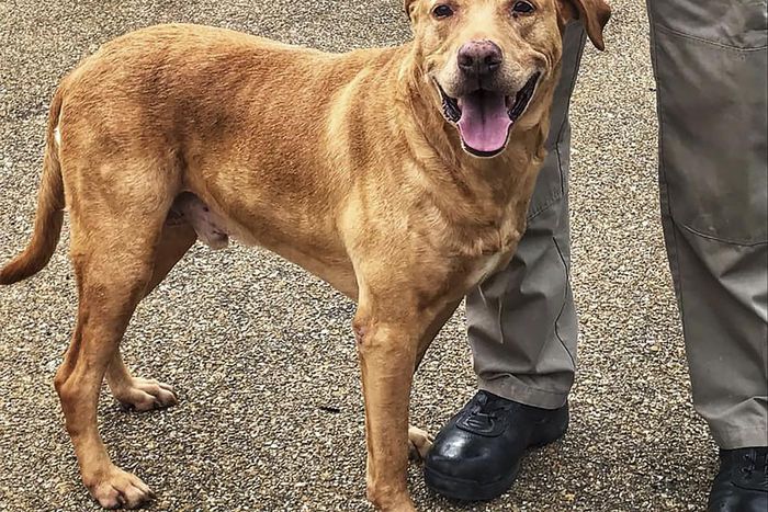 An Officer Placed a Retired Police Dog in a Shelter. Now He's Been Demoted.
