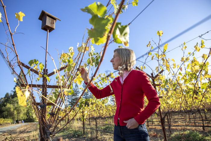 How Napa Winemakers Are Confronting Climate Change
