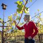 How Napa Winemakers Are Confronting Climate Change