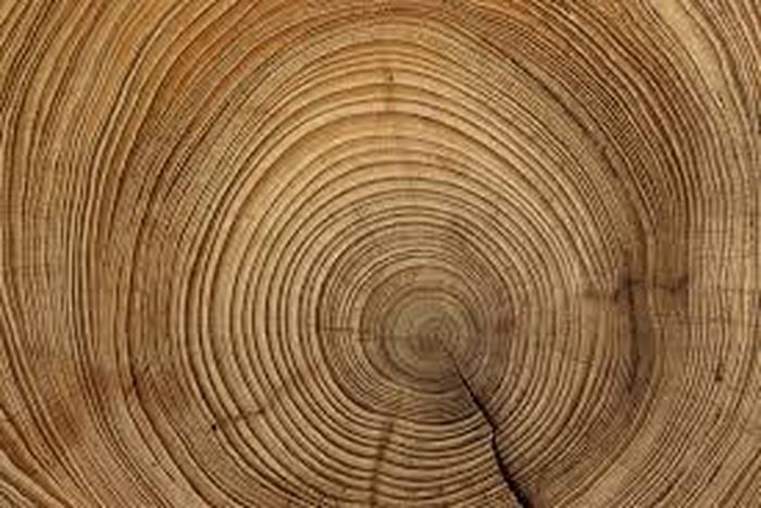 The tales in the tree rings