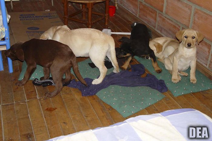 Veterinarian Who Used Puppies As Mules for Heroin Is Sentenced