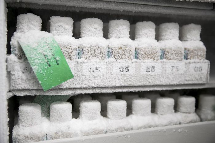 How Contaminated Stool Stored in a Freezer Left a Fecal Transplant Patient Dead