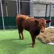 Slaughter-Bound Calf Escapes on Expressway, Earning New Name and a Life of Leisure