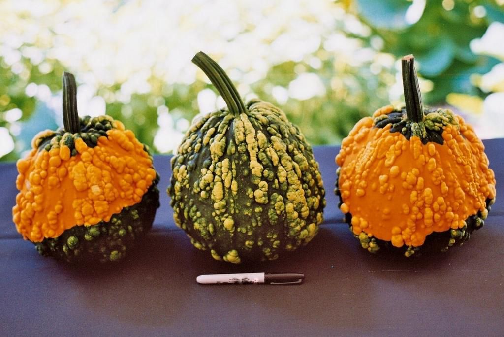 genital warts are sexually transmitted(outstandingseed)