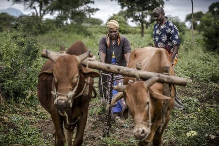 Food and Agriculture Organization (FAO)