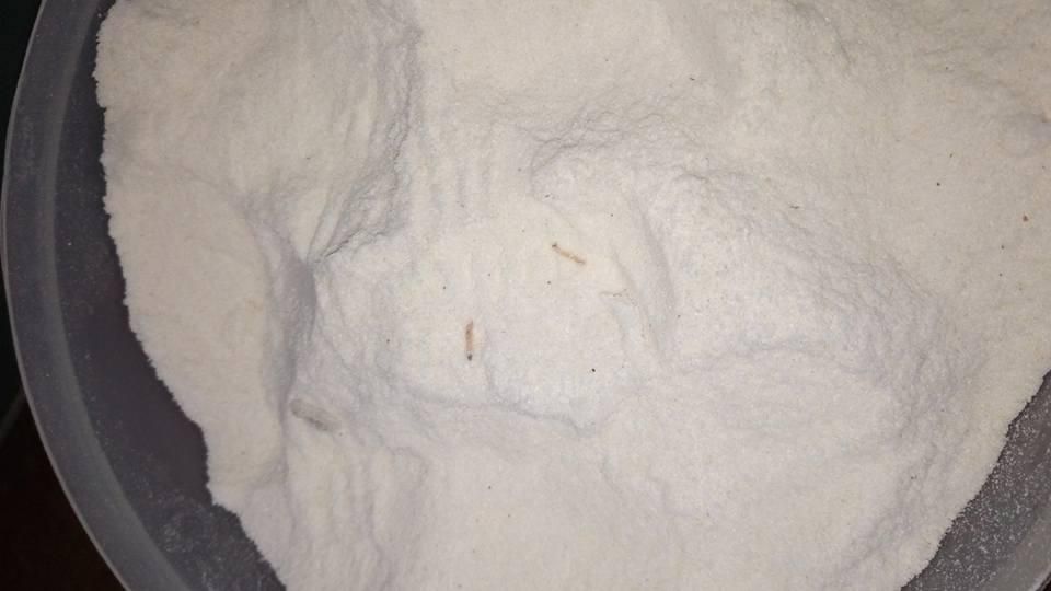 Flour with maggots(Facebook - Let's cook kenyan meals)