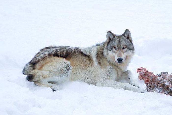 Gray Wolves may lose endangered status and protections