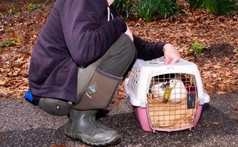 Around Easter is high season for duck rescuers