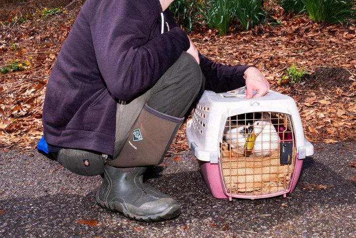 Around Easter is high season for duck rescuers