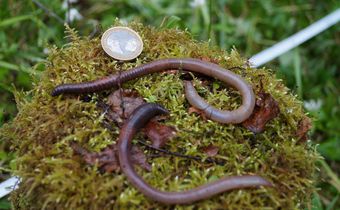'Earthworm Dilemma' Has Climate Scientists Racing to Keep Up