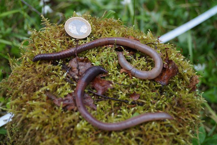 'Earthworm Dilemma' Has Climate Scientists Racing to Keep Up