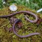 'Earthworm Dilemma' Has Climate Scientists Racing to Keep Up