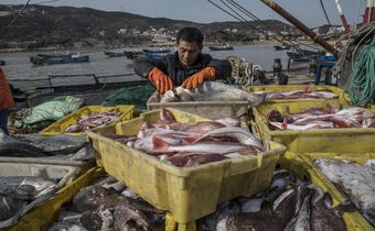 The World Is Losing Fish to Eat as Oceans Warm, Study Finds