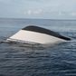A boat that capsized