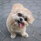 Marnie, Shih Tzu Who Charmed Instagram With Her Lolling Tongue, Dies at 18