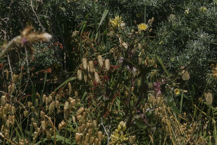 Sea Ranch, California's Modernist Utopia, Gets an Update