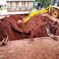 Pit latrine collapse in Tetu, Nyeri(Thika Town Today)