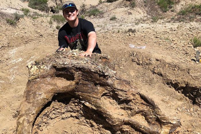 Triceratops Skull, 65 Million Years Old, Unearthed by College Student, 23