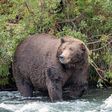 Hibernation Works for Bears. Could It Work for Us, Too?