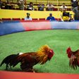 Puerto Rico Defies Congress on Cockfighting Ban