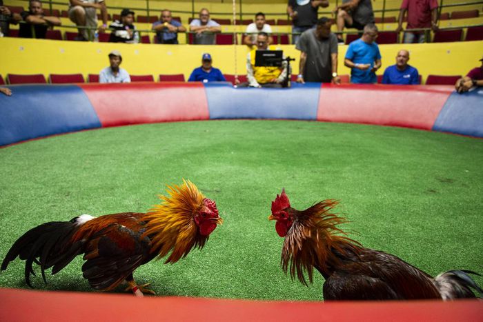 Puerto Rico Defies Congress on Cockfighting Ban
