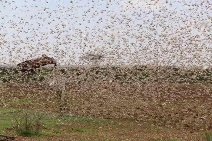 A swarm of locusts feared to have invaded part of Northern Kenya