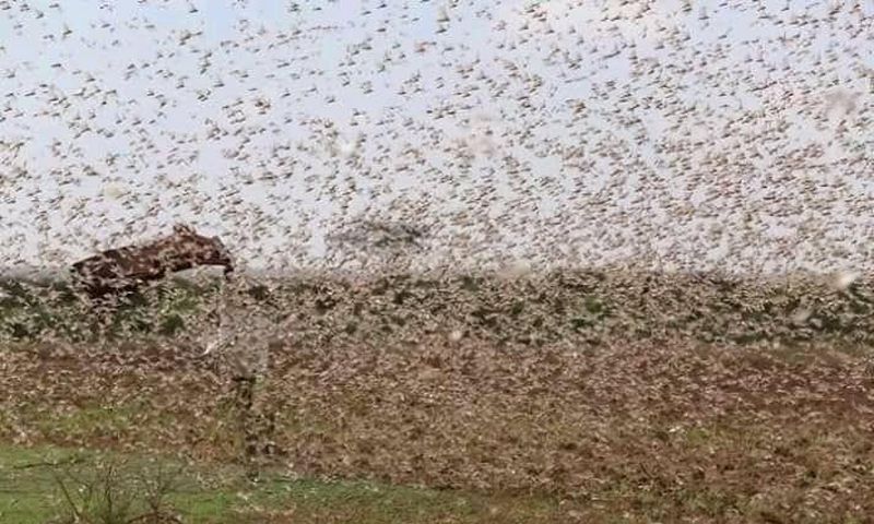 A swarm of locusts feared to have invaded part of Northern Kenya