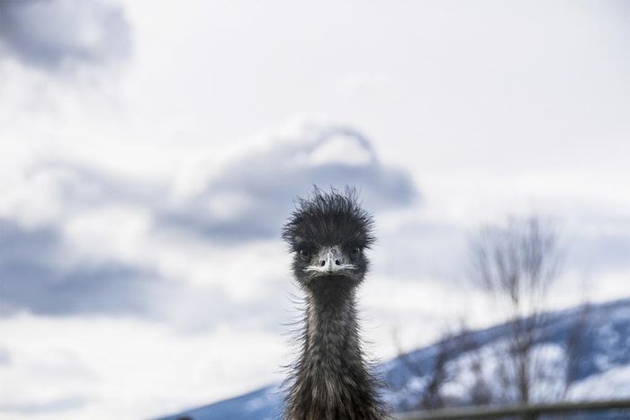 Elusive Emu Remains at Large in North Carolina After More Than Three Weeks
