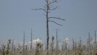 As Sea Levels Rise, So Do Ghost Forests