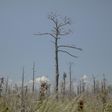 As Sea Levels Rise, So Do Ghost Forests