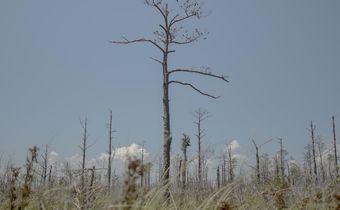 As Sea Levels Rise, So Do Ghost Forests