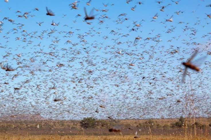 Locusts are a punishment from God – declares US pastor