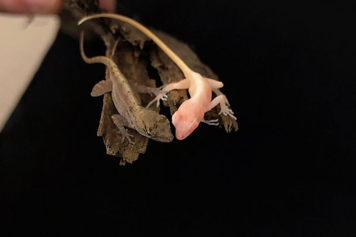 Introducing the World's First Gene-Edited Lizard