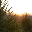 Where Have All the Christmas Tree Farms Gone?