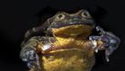 Romeo the Frog Finds His Juliet. Their Courtship May Save a Species.