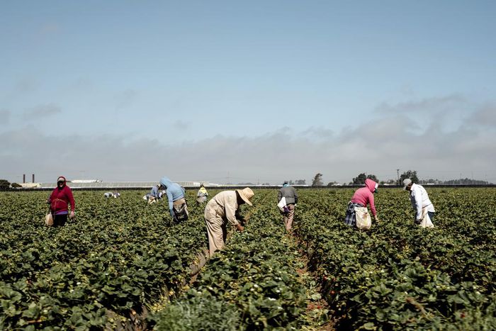 Farmworkers, Mostly Undocumented, Become 'Essential' During Pandemic